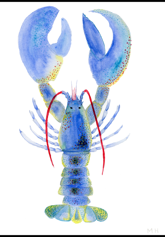 Blue lobster