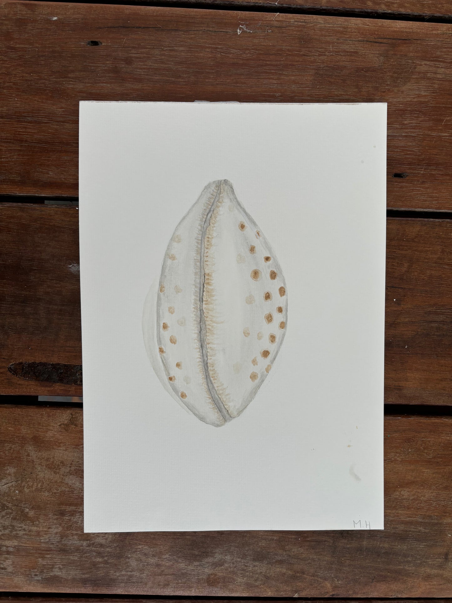 Cowrie painting - original print