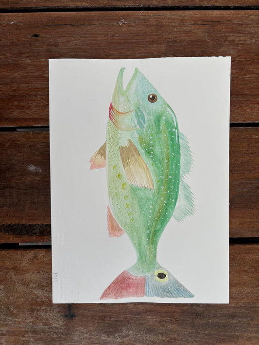 Parrot fish - original print